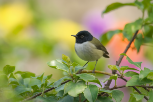 Oiseaux du Jardin : Reconnaître les Petites Espèces à Tête Noire et Plumage Gris-Marron