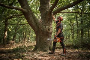 Comment se déroule un chantier avec Bouilly Élagage Paysage ?
